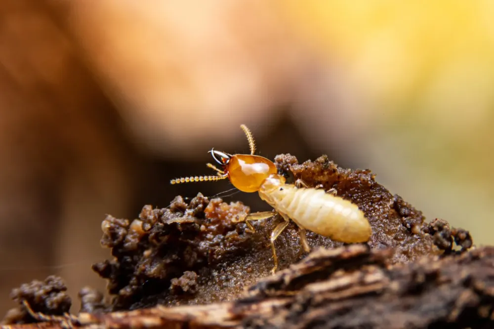 termites près de Saint-Pierre